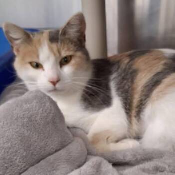 Florance -  Dilute Calico Cat for Adoption in Little Falls, Minnesota - Florance | PetCurious