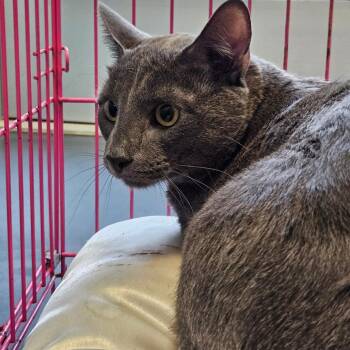 Ion -  Domestic Short Hair Cat for Adoption in Greensboro, North Carolina - Ion | PetCurious