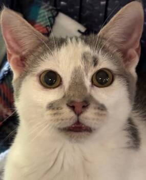 Domestic Short Hair Cats Available for Adoption in Elizabethton, Tennessee - Donkey | PetCurious