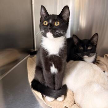 Domestic Short Hair Cats Available for Adoption - Socky | PetCurious