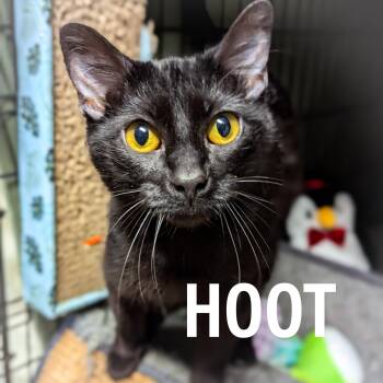 Domestic Short Hair and Bombay Cats Available for Adoption in Griffith, Indiana - HOOT | PetCurious