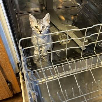 Oliver -  Domestic Short Hair Cat for Adoption in Pleasanton, California - Oliver | PetCurious