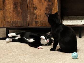 Rescue American Shorthair and Manx Cats for Adoption in Winston-salem, North Carolina - Letty & Mia | PetCurious