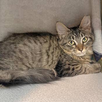 Cider -  Domestic Long Hair Cat for Adoption in Hailey, Idaho - Cider | PetCurious