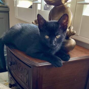 Kettle -  Domestic Short Hair Cat for Adoption in Prescott, Arizona - Kettle | PetCurious