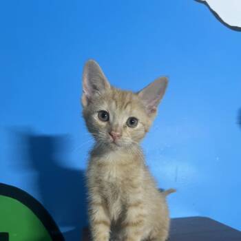 Coriander -  Domestic Short Hair Cat for Adoption in Elkton, Maryland - Coriander | PetCurious