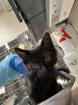 Valentino -  Domestic Long Hair Cat for Adoption in Wichita, Kansas - Valentino | PetCurious