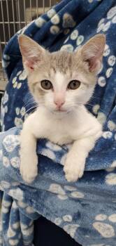Mason -  Domestic Short Hair Cat for Adoption in Denham Springs, Louisiana - Mason | PetCurious