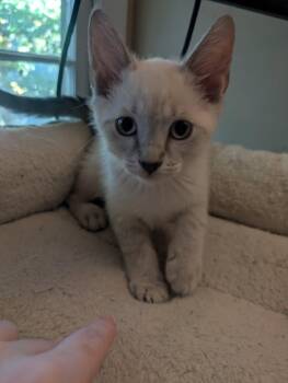 Tamatoa -  Domestic Short Hair and Siamese Cat for Adoption in Milton, Georgia - Tamatoa | PetCurious