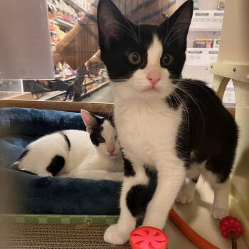 Rescue Tuxedo Cats for Adoption in Los Altos, California - Joan - Female Kitten | PetCurious