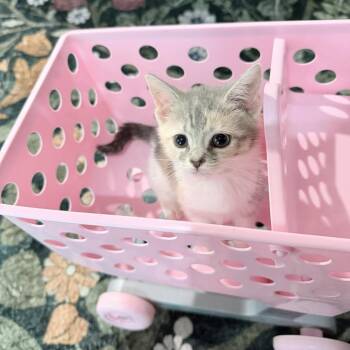 Time to Shine -  Domestic Short Hair Cat for Adoption in Fredericksburg, Virginia - Time To Shine | PetCurious