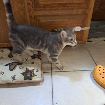 Rescue Tabby Cats for Adoption in White Settlement, Texas - Big Brother | PetCurious