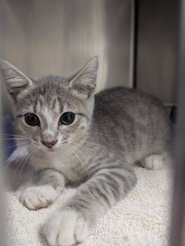 Croak -  Domestic Short Hair Cat for Adoption in Rocky Mount, North Carolina - Croak | PetCurious