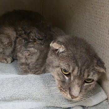 Harrow -  Domestic Medium Hair Cat for Adoption in Yuma, Arizona - Harrow | PetCurious