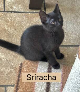 Sriracha -  Domestic Short Hair Cat for Adoption in Greenwood, Indiana - Sriracha | PetCurious