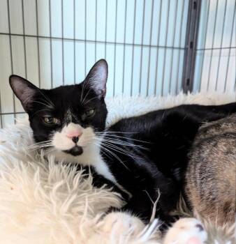 Lui -  Domestic Short Hair Cat for Adoption in Ocala, Florida - Lui | PetCurious