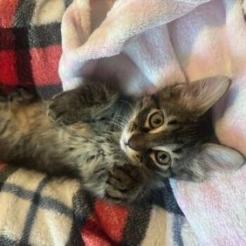 Lucifer -  Domestic Medium Hair Cat for Adoption in Rochester, Minnesota - Lucifer | PetCurious