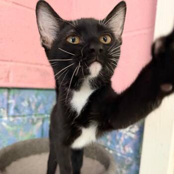 Demitrius -  Domestic Short Hair Cat for Adoption in Laredo, Texas - Demitrius | PetCurious