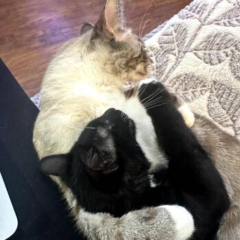 Marvin -  Domestic Short Hair Cat for Adoption in Los Angeles, California - Marvin | PetCurious