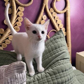 Dilly -  Domestic Short Hair Cat for Adoption in Chattanooga, Tennessee - Dilly | PetCurious