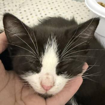Franis -  Domestic Medium Hair Cat for Adoption in Franklin, North Carolina - Franis | PetCurious