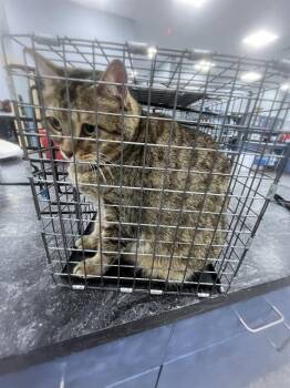 Domestic Short Hair Cats Available for Adoption in Palmetto, Florida - A135583 | PetCurious