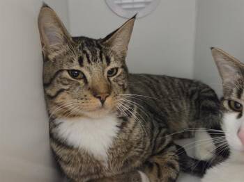 JACKIE -  Domestic Short Hair Cat for Adoption in Kent, Washington - JACKIE | PetCurious
