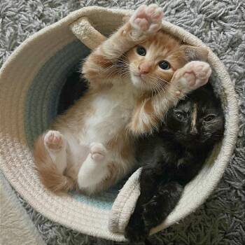 Domestic Short Hair Cats Available for Adoption in Pleasant Hill, California - Cookie | PetCurious
