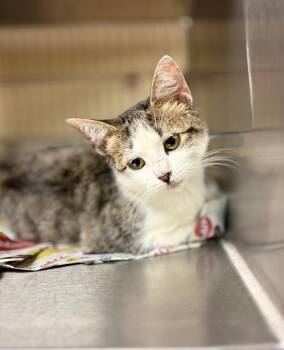 Bail -  Tabby Cat for Adoption in Nacogdoches, Texas - Bail | PetCurious