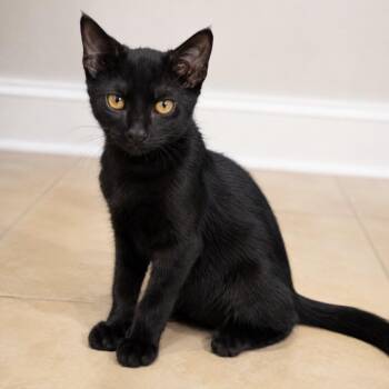Karol -  Domestic Short Hair Cat for Adoption in Sunrise, Florida - Karol | PetCurious