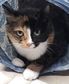 Rescue Domestic Short Hair Cats for Adoption in Seven Valleys, Pennsylvania - Maggie, Molly, & Cinders | PetCurious