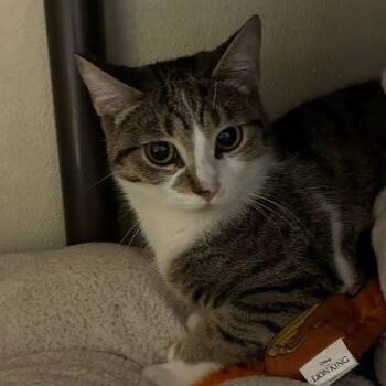 Domestic Short Hair Cats Available for Adoption in Jeffersonville, Indiana - Chassity | PetCurious