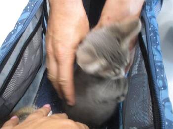 A384279 -  Domestic Short Hair Cat for Adoption in Ocala, Florida - A384279 | PetCurious