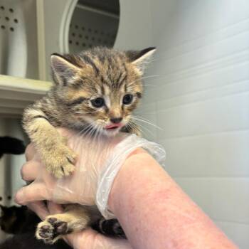 Domestic Short Hair Cats Available for Adoption - Poppy | PetCurious