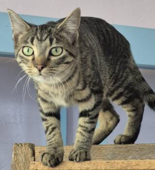 Domestic Short Hair Cats Available for Adoption - Kodiak | PetCurious