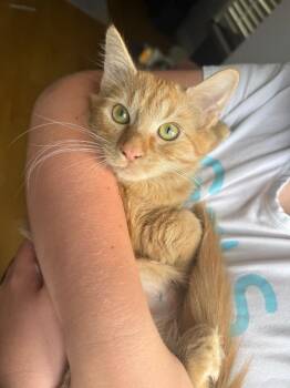 Vesta26 -  Domestic Short Hair Cat for Adoption in Youngsville, North Carolina - Vesta26 | PetCurious