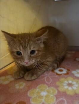 Paul -  Domestic Short Hair Cat for Adoption in Hutchinson, Minnesota - Paul | PetCurious