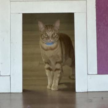 GOOB -  Domestic Short Hair Cat for Adoption in Newberg, Oregon - GOOB | PetCurious