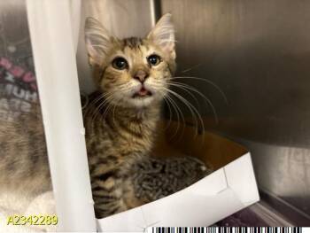 CATLYN -  Domestic Medium Hair Cat for Adoption in West Palm Beach, Florida - CATLYN | PetCurious