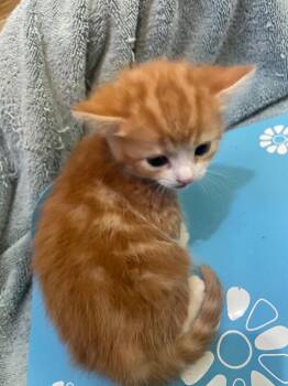 Yarah -  Domestic Short Hair Cat for Adoption in Westfield, New York - Yarah | PetCurious