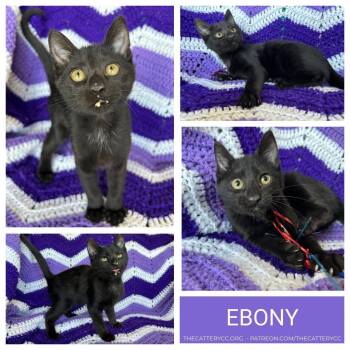 Domestic Short Hair Cats Available for Adoption in Corpus Christi, Texas - Ebony | PetCurious