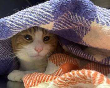 Sherbert Delight -  Domestic Short Hair and Tabby Cat for Adoption in Chandler, Arizona - Sherbert Delight | PetCurious