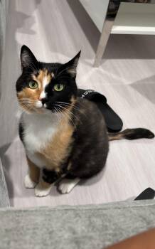 Prim -  Calico Cat for Adoption - Prim | PetCurious