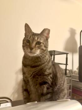 Nugget -  Domestic Short Hair Cat for Adoption in Houston, Texas - Nugget | PetCurious