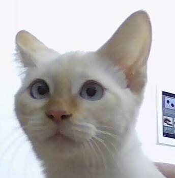 Siamese Cats Available for Adoption - Brandt | PetCurious