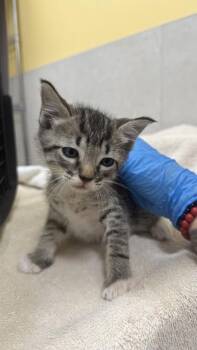 Nick -  Domestic Short Hair Cat for Adoption in Honolulu, Hawaii - Nick | PetCurious