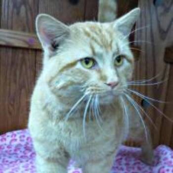 Peanut Rockbridge -  Domestic Short Hair Cat for Adoption in Merrifield, Virginia - Peanut Rockbridge | PetCurious