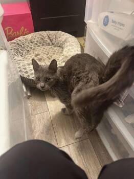 Rescue Russian Blue and Korat Cats for Adoption in Terre Haute, Indiana - Graycie | PetCurious