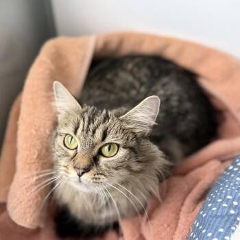 Domestic Medium Hair Cats Available for Adoption in New York, New York - Grayson | PetCurious