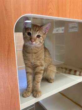 SUNNY -  Domestic Short Hair Cat for Adoption in Thousand Palms, California - SUNNY | PetCurious